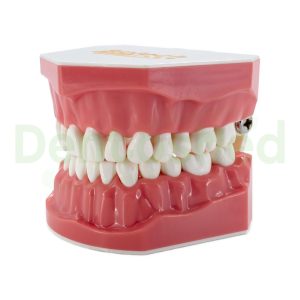 MODELO DE ESTUDIO MAXILARES BIOTECH